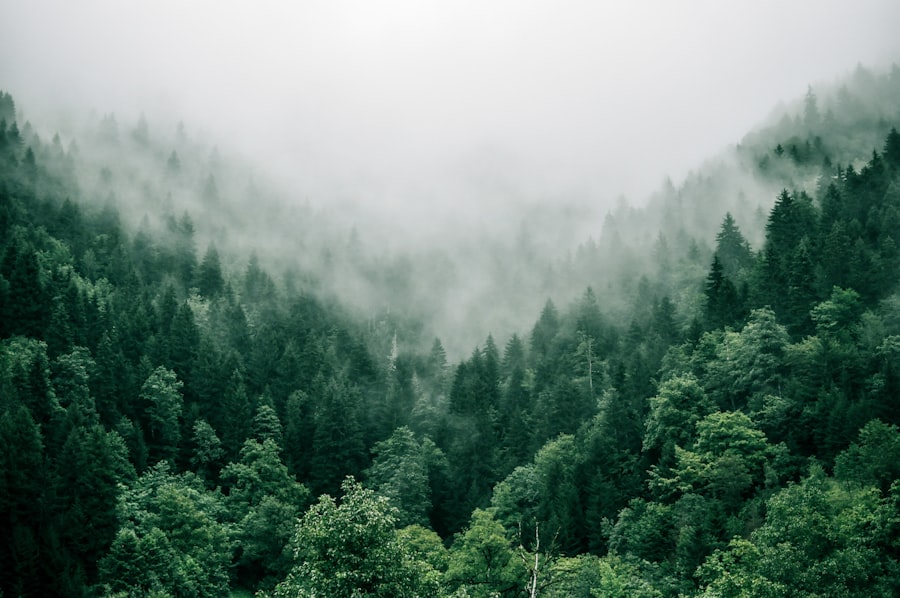 Pacific Northwest forest and mountains